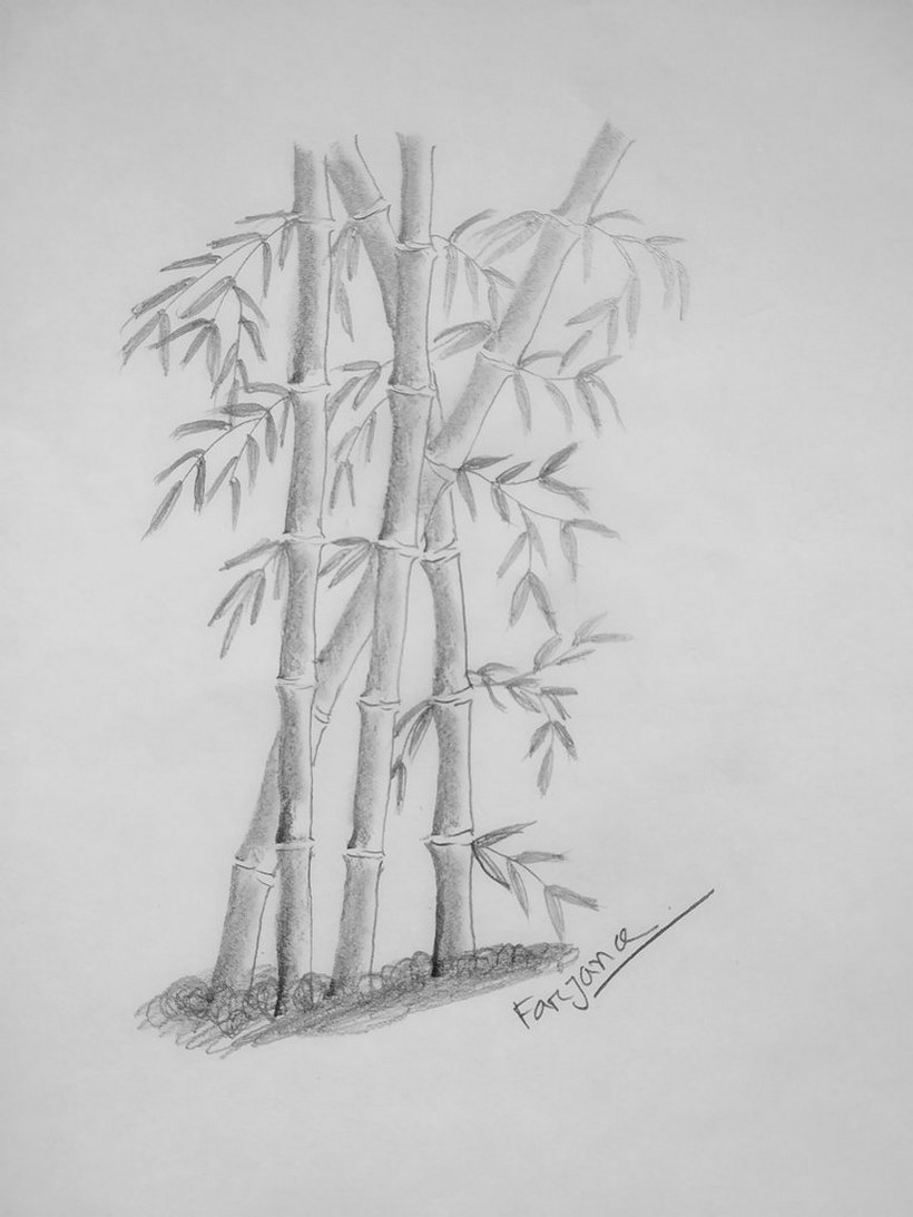 Tranh cây tre đơn giản bằng bút chì