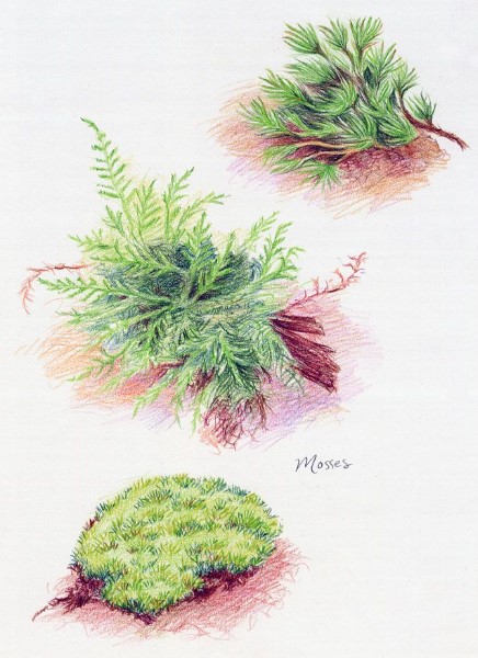 Tranh vẽ rêu cực đẹp