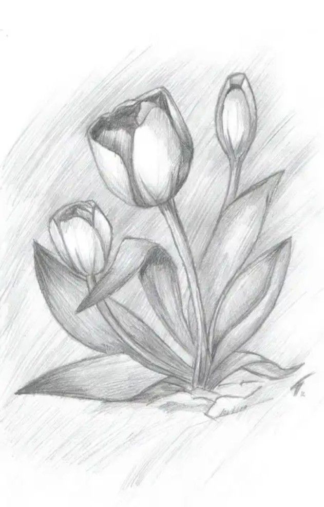 Vẽ Bông Tulip Bằng Bút Chì Đẹp