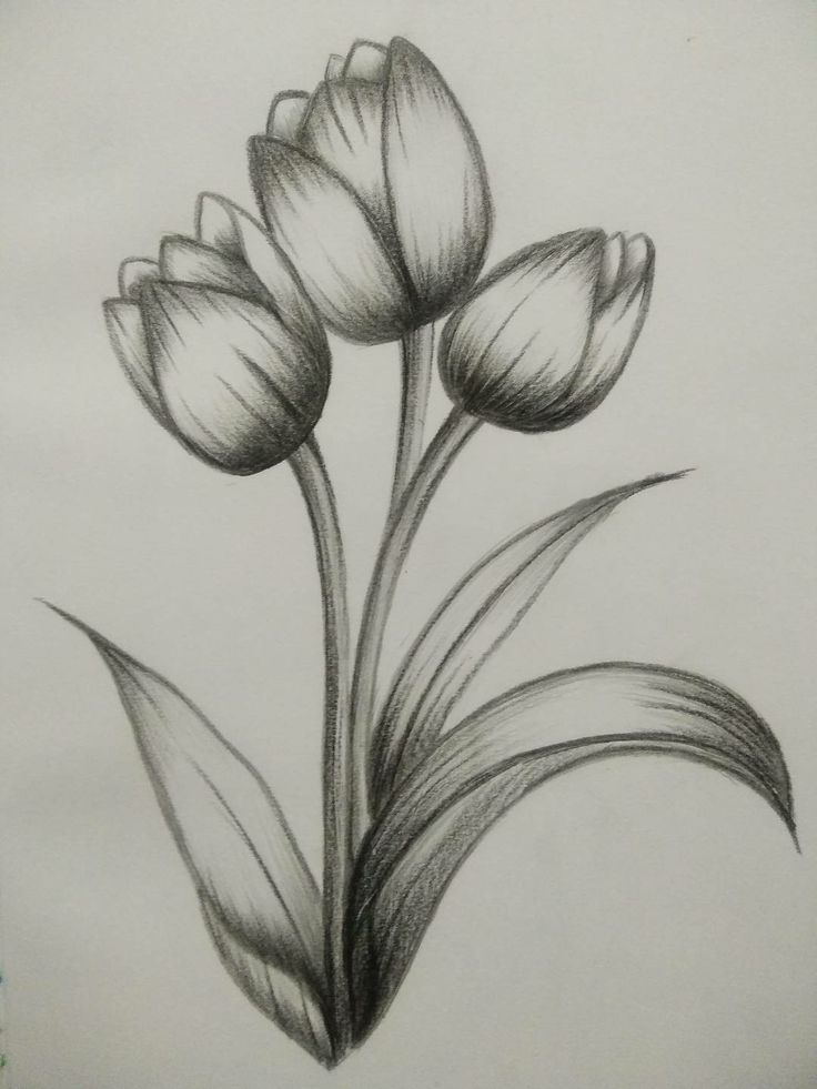 Vẽ Bông Tulip Bằng Bút Chì