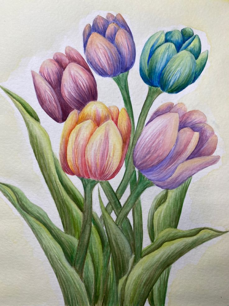 Vẽ Bông Tulip Nở Đẹp