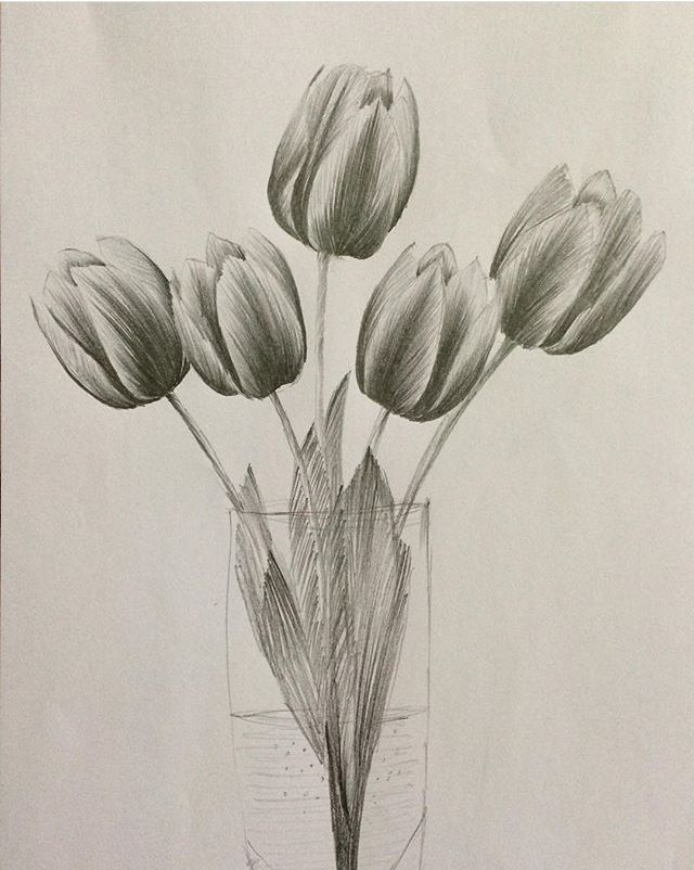 Vẽ Bông Tulip Nở Hé