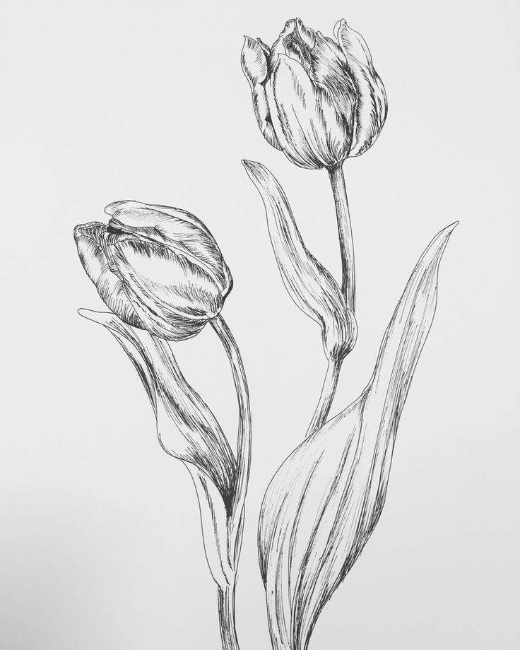 Vẽ Bông Tulip Nở Siêu Dễ