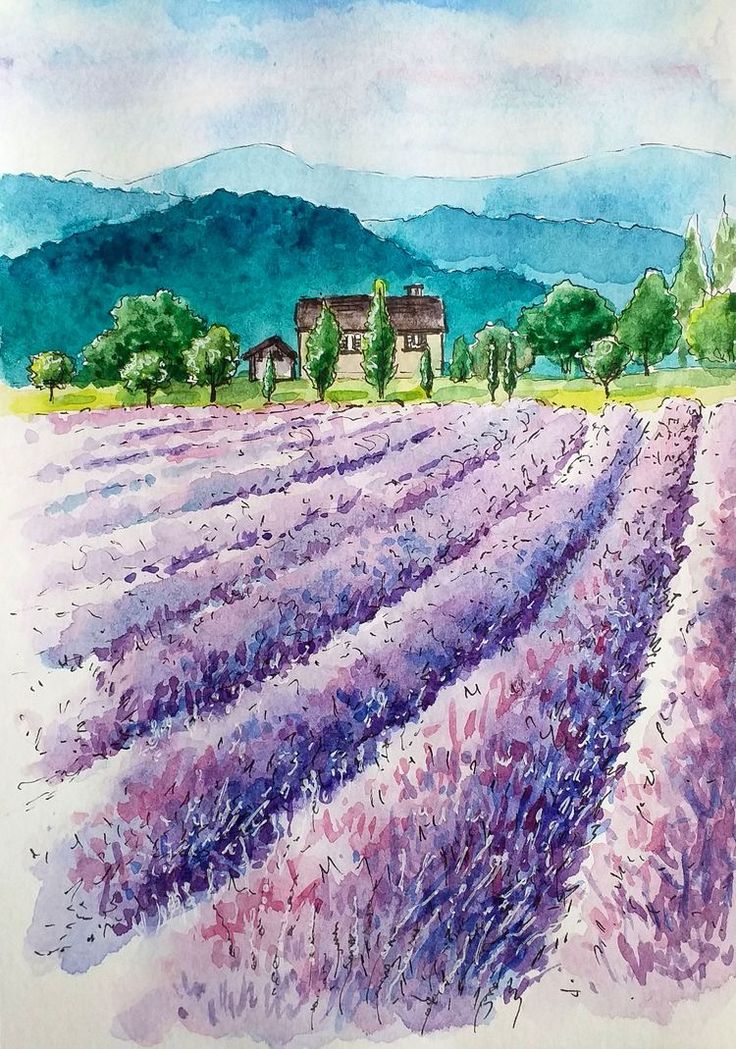 Vẽ Cánh Đồng Hoa Lavender Độc Đáo