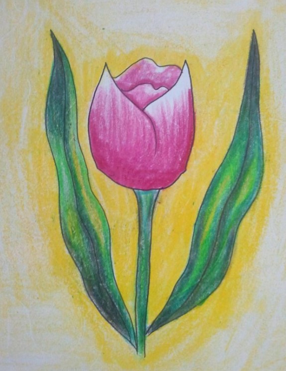 Vẽ Tulip Đơn Giản Cute