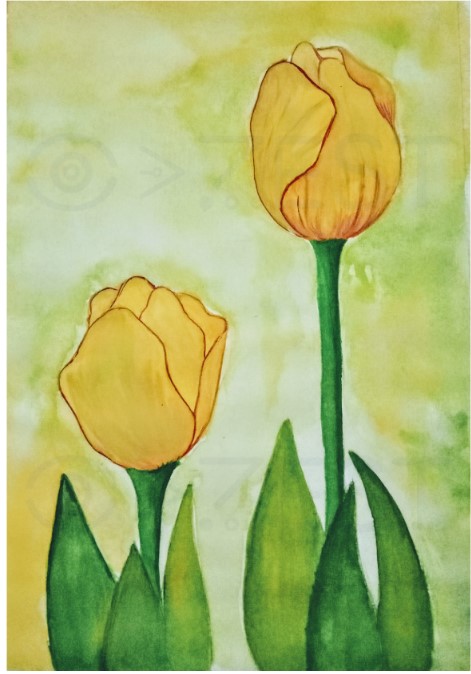 Vẽ Về Tulip Vàng