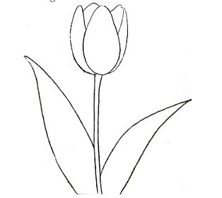 Vẽ lá tulip đơn giản