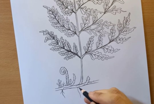 Vẽ rễ cây