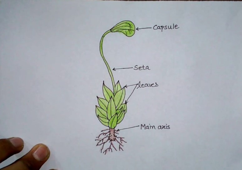 Vẽ rêu cực đơn giản