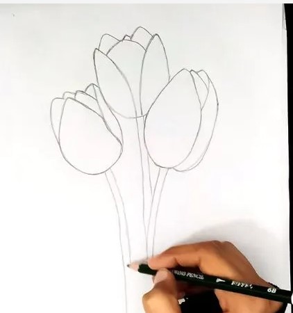 Ví dụ vẽ bông tulip