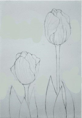 Bước cuối cùng để hoàn thành vẽ tulip bằng bút chì