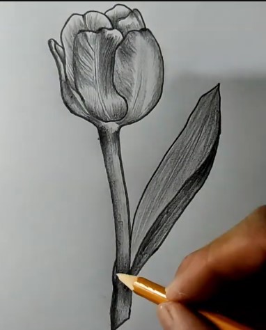Hình Vẽ Bông Tulip Bằng Bút Chì Cực Đẹp
