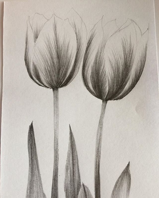 Hình Vẽ Tulip Bằng Bút Chì Cute