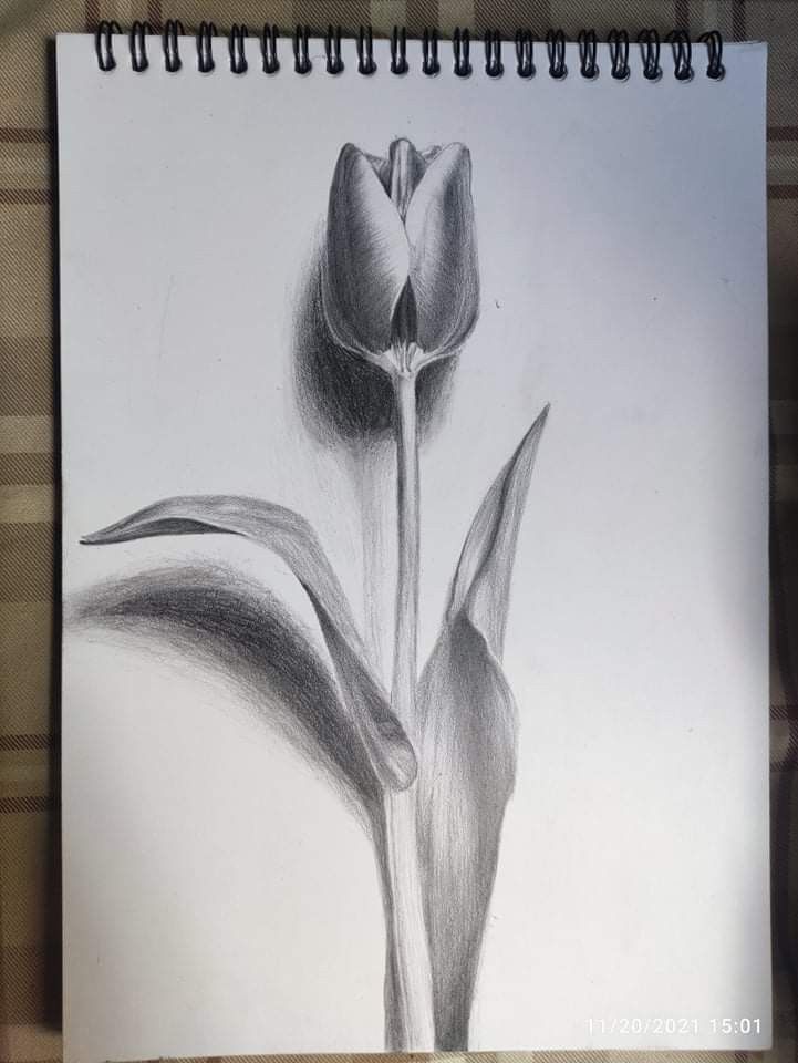 Mẫu Vẽ Bông Tulip Bằng Bút Chì Cực Đẹp