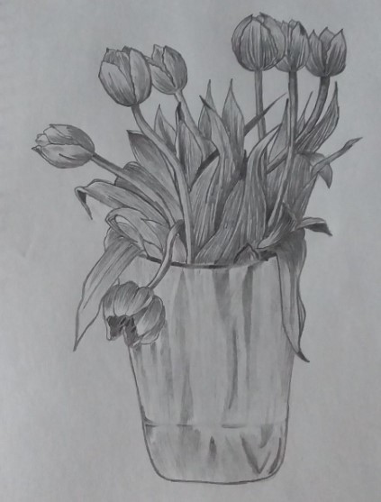 Tranh Vẽ Chậu Tulip Bằng Bút Chì Mới Lạ