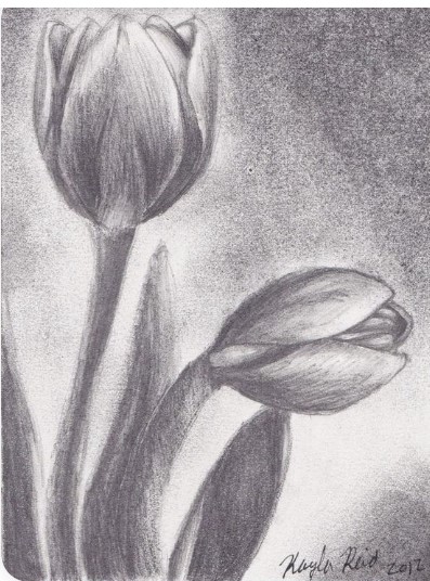 Vẽ Bông Tulip Bằng Bút Chì Cực Đẹp