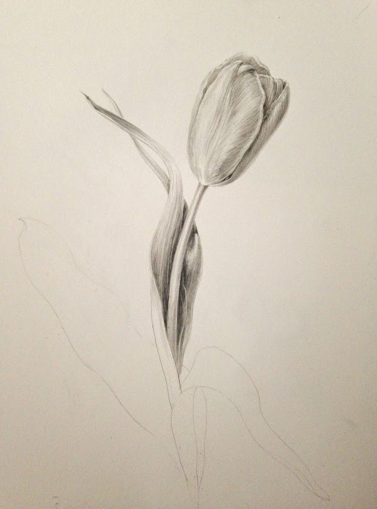 Vẽ Bông Tulip Bằng Bút Chì Đẹp