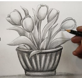 Vẽ Chậu Tulip Bằng Bút Chì Mới Lạ
