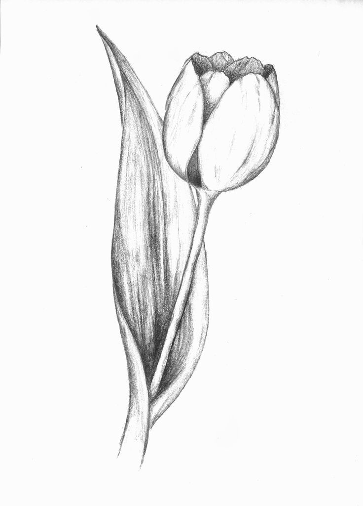 Vẽ Hình Tulip Bằng Bút Chì Cute