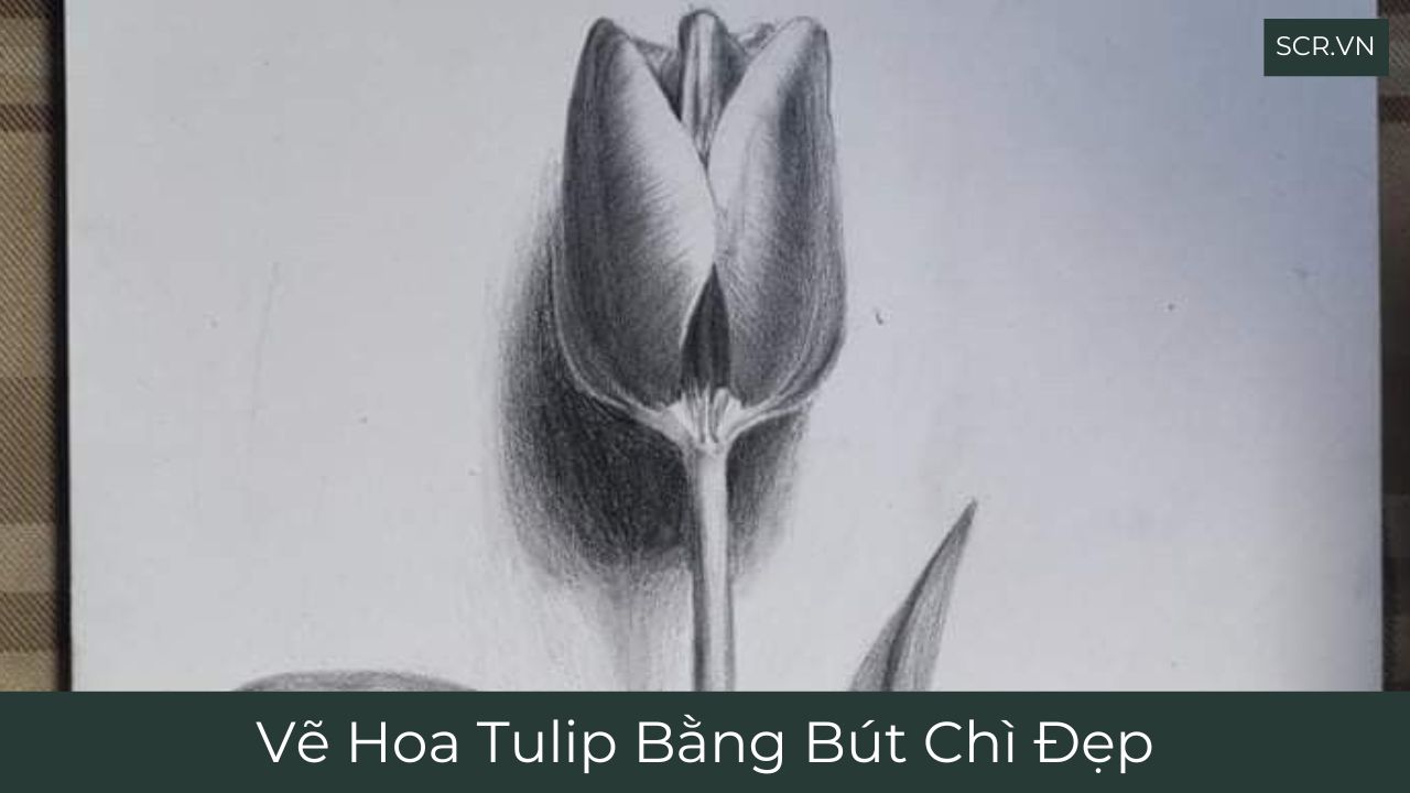 Vẽ Hoa Tulip Bằng Bút Chì