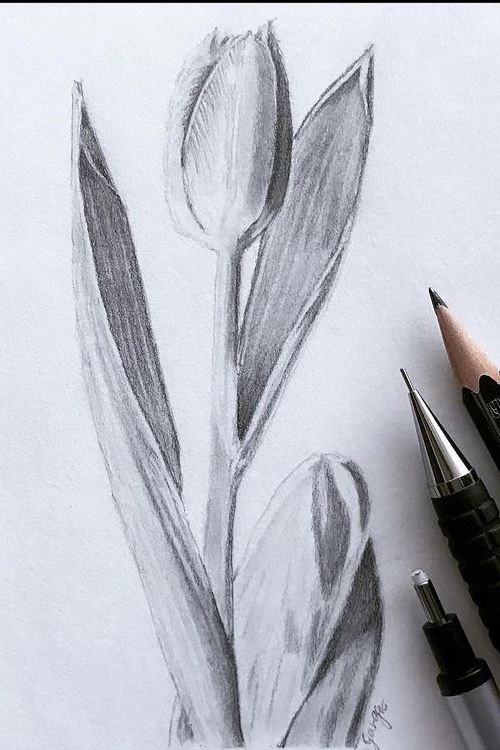 Vẽ Tulip Bằng Bút Chì Cute Nhất