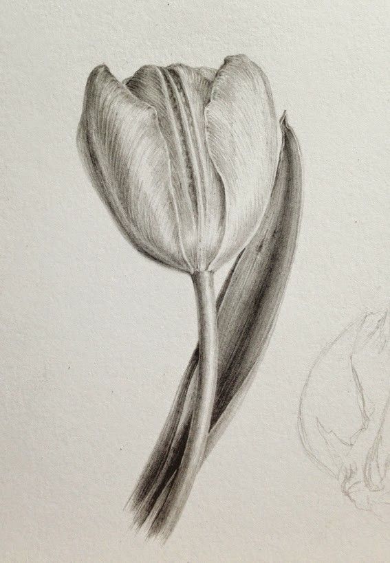 Vẽ Tulip Bằng Bút Chì Cute