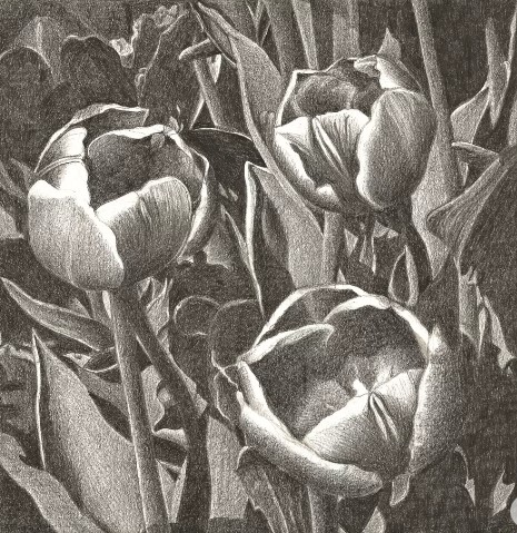 Vẽ Vườn Tulip Bằng Bút Chì Ấn Tượng Nhất