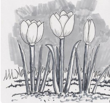 Vẽ Vườn Tulip Bằng Bút Chì Ấn Tượng