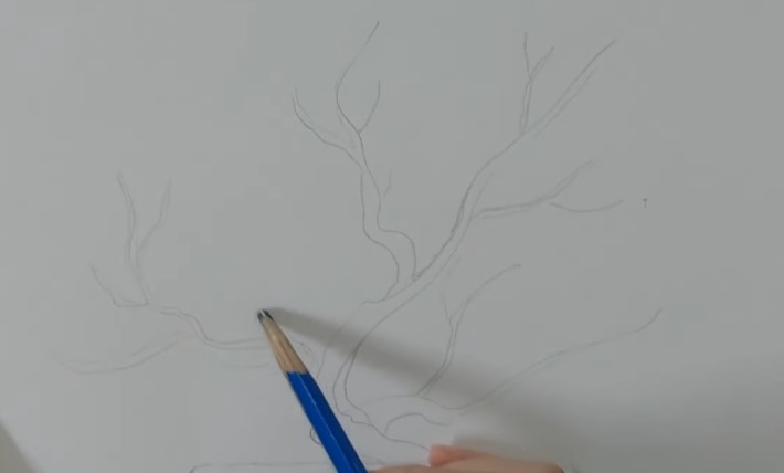 Vẽ hình dạng chính của cây mai