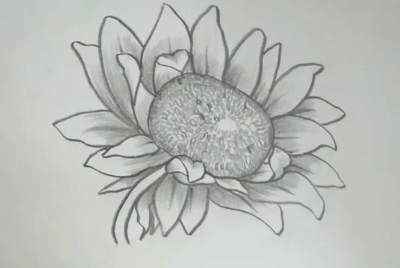 Vẽ phác thảo cho các cánh hoa